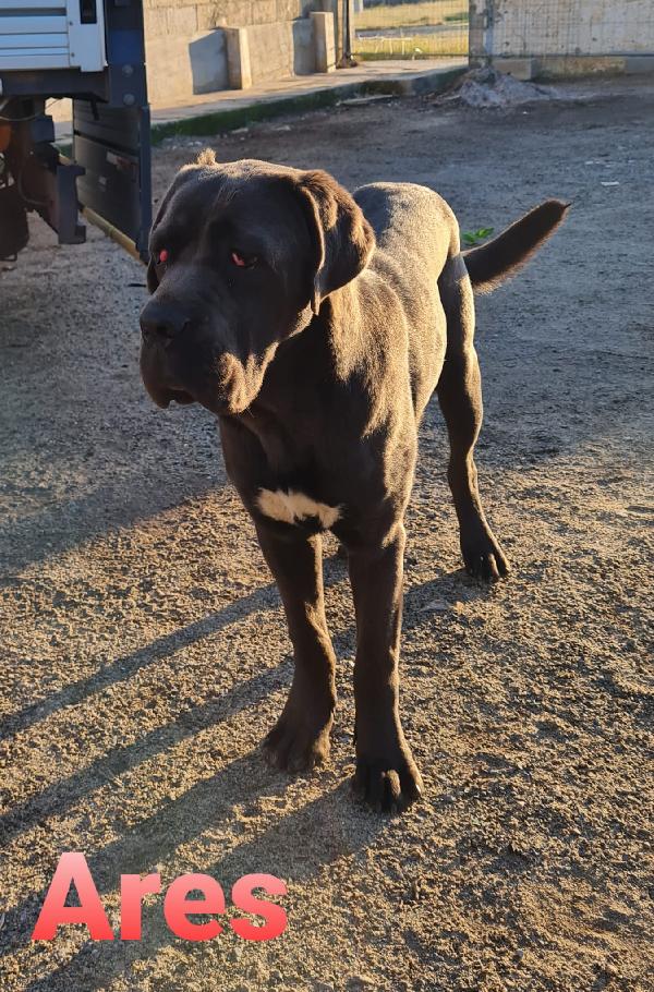 Ares Cucciolo Cane Corso